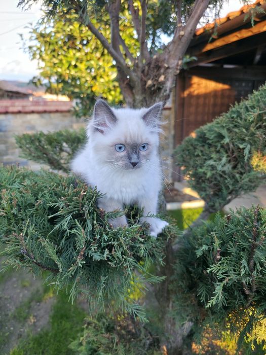 Ragdol/Рагдол на 3 месеца Две женски с родословие