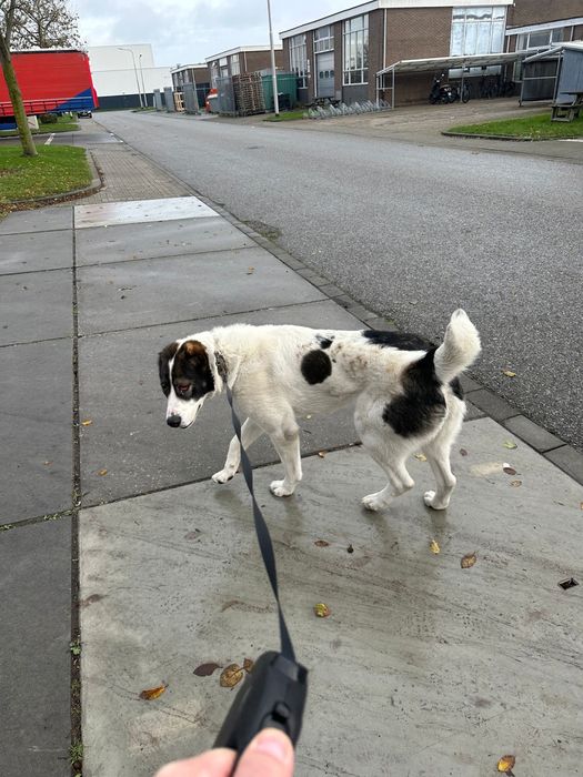 Алабай чистокръвна женска