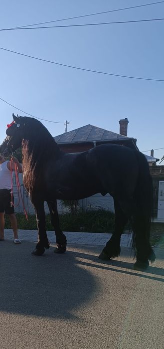 Vând armăsar frizian sau schimb cu iapă frizian