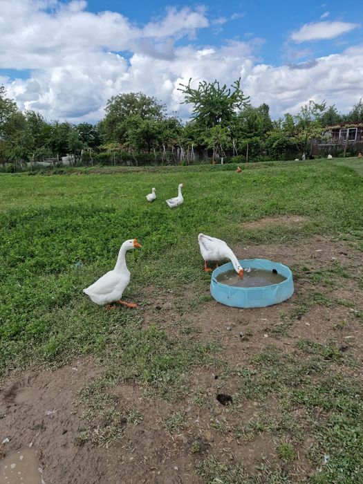 Vand 3 gascani de un an