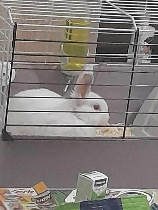 Vând iepure de casă cu tot cu cușcă