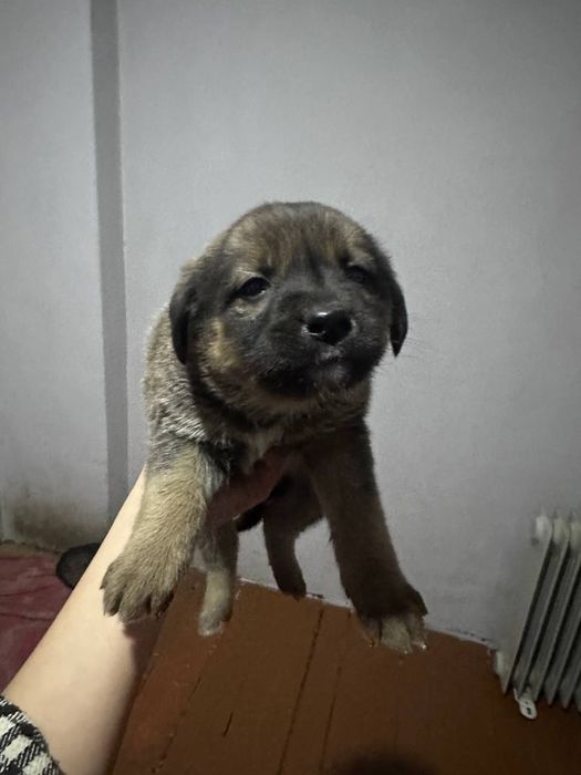 В хорошие руки отдаем щенят БЕСПЛАТНО