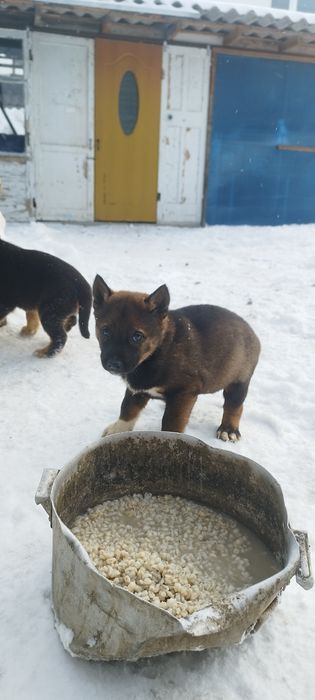 Отдам щенков лайки