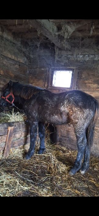 De vânzare iapă și mânz