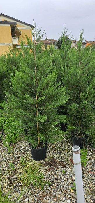 Cupressociparis Leylandii gard viu