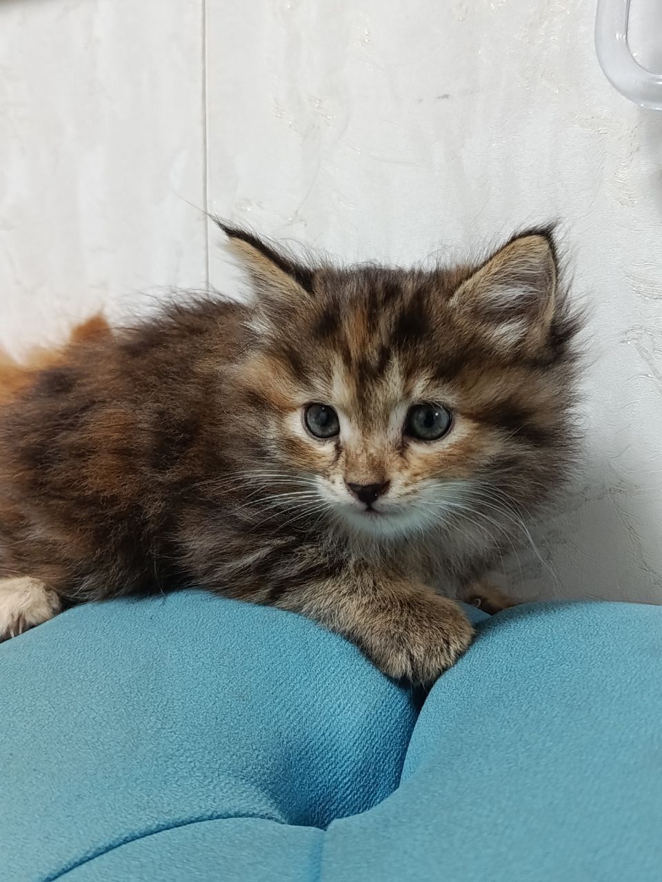 Отдам котят в хорошие руки