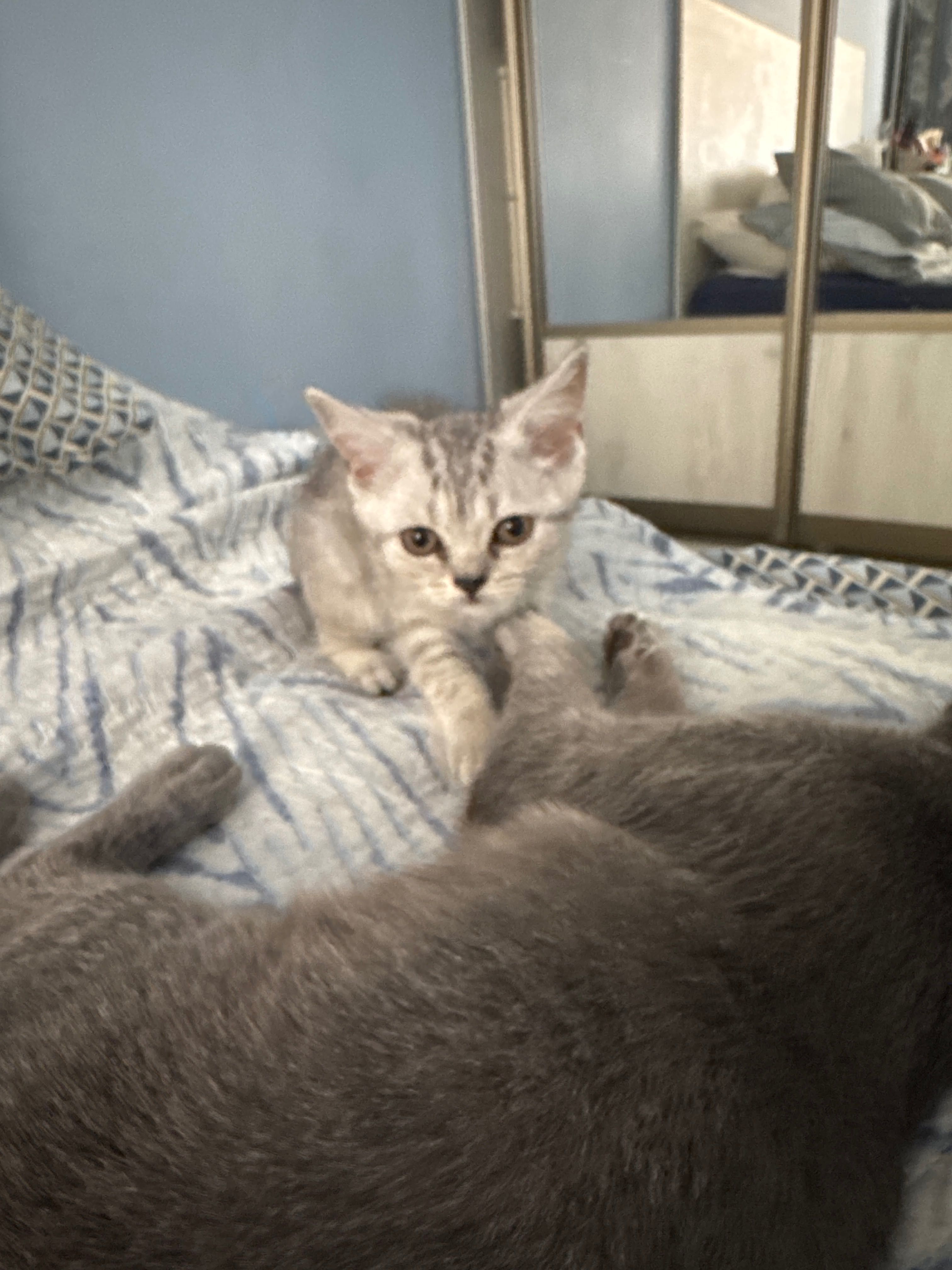 Котенок девочка Британская скотиш страйт