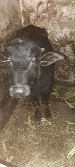 Vand vitea de bivolita