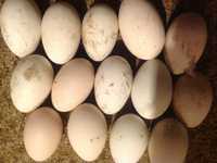 Продавам яйца от гъски
