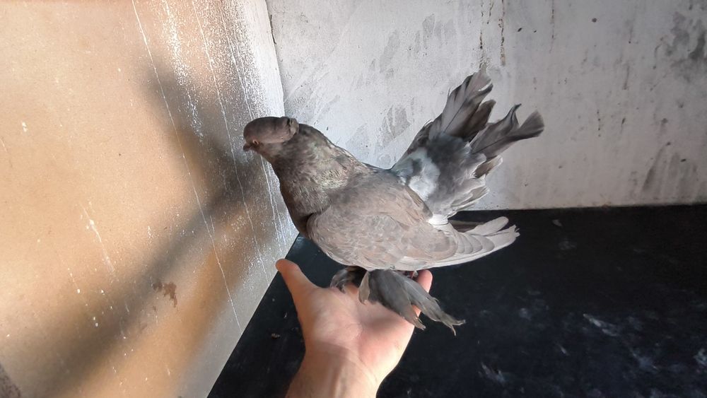 Voltați linie nouă și voltați indieni