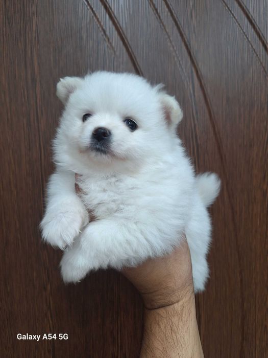 Малки бели Померани