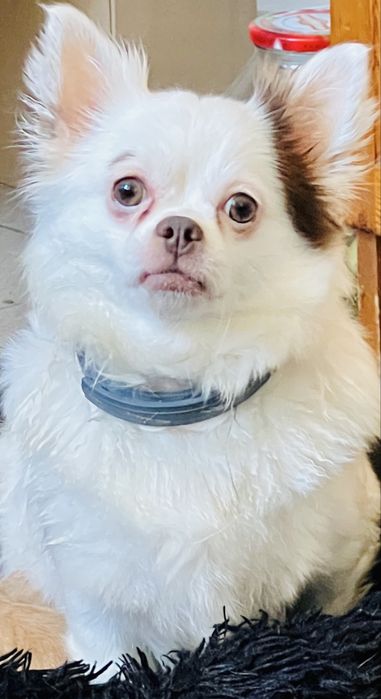 Чихуахуа момиче