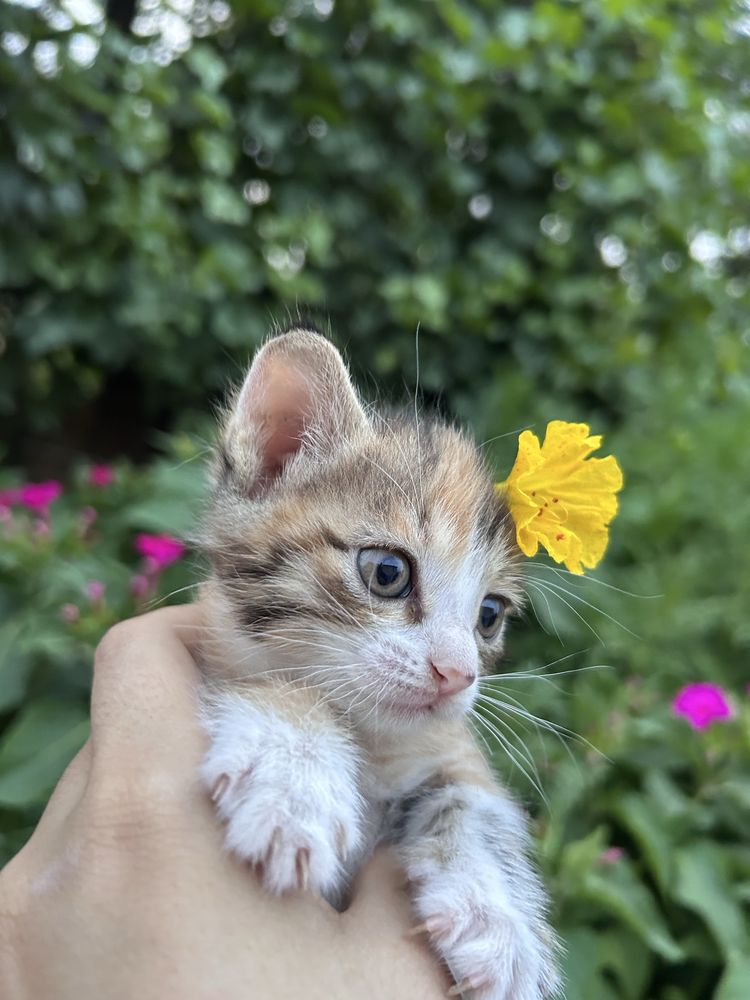 Отдам  котенка  добрые руки !