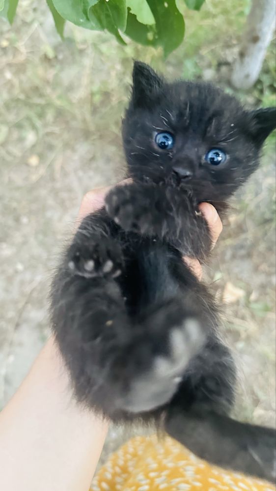 Котята мультяшные в добрые руки