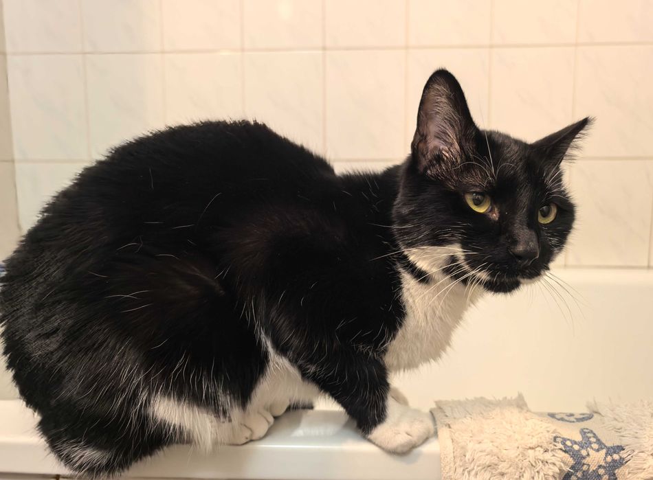 Мърр си търси семейство!