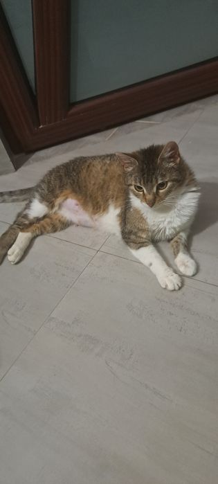 Adoptie pisica castrata Izvorica