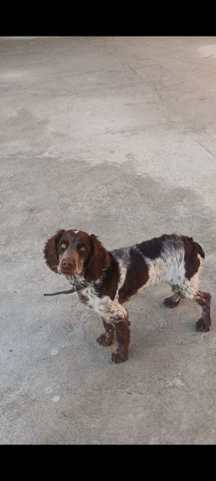 Охотничий сабака парода русский Спанель  кобель