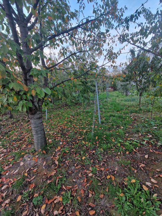 Vând teren intravilan (loc de casă)