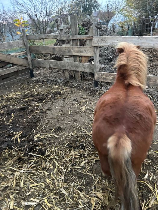 Vând ponei de statură mijlocie
