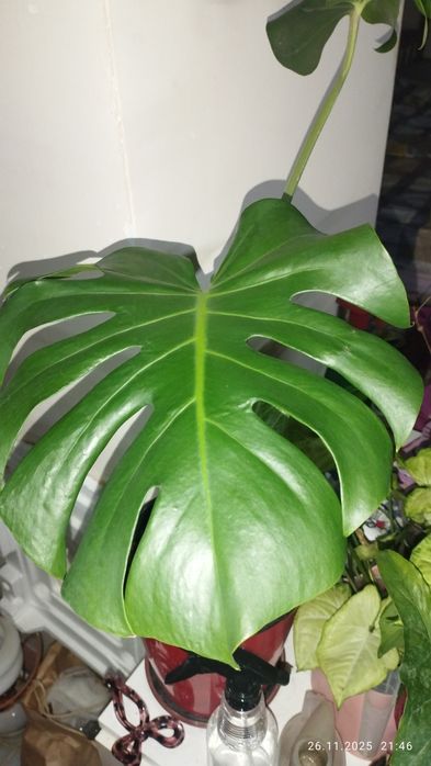 Продается Шикарная детка Монстеры Делициозы