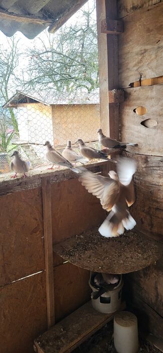 Turturele  cauta casa noua