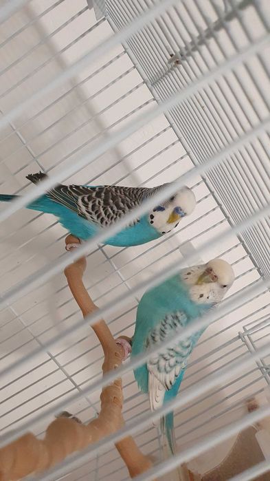 Pereche perusi (specia: pied recesiv/spangle) gata sa faca oua