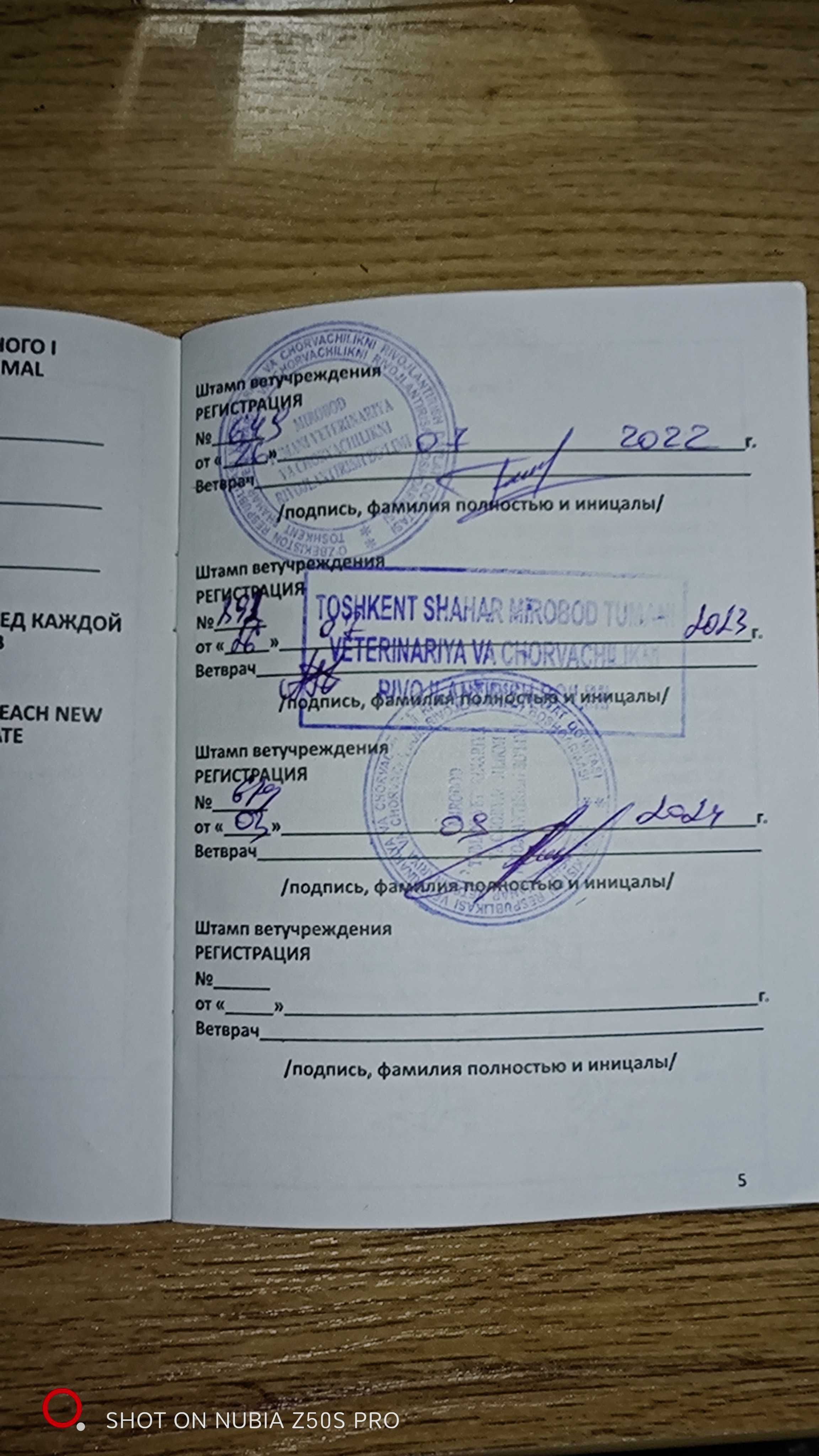Шпиц померанский