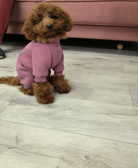 Готовятся,к продажи щенки мальтипу