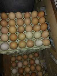Ouă de vânzare ecologice
