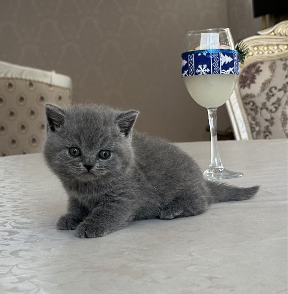 Продаются,чистокровные,британские котята.