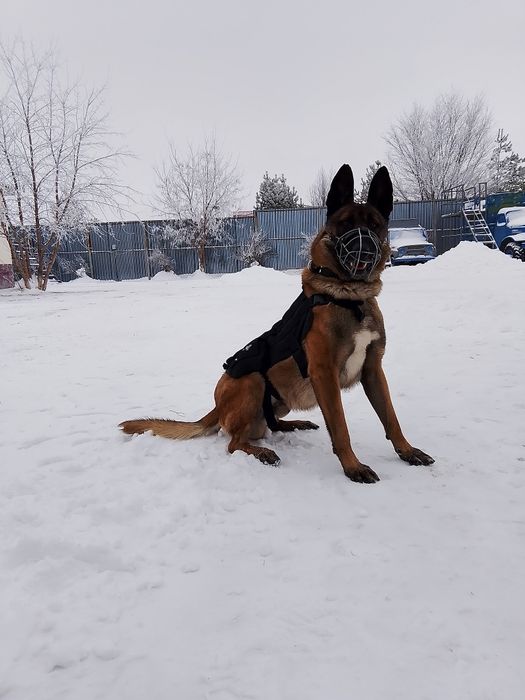 Дрессировка собак