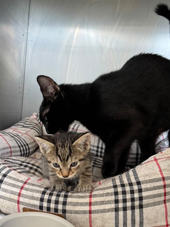 Adoptie pisoi 6 saptamani