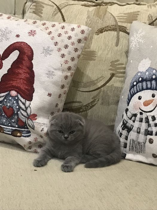 Шотландско  клепоухо късокосместо коте