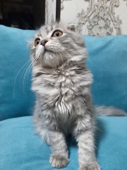 Срочна скидка  Продается котята