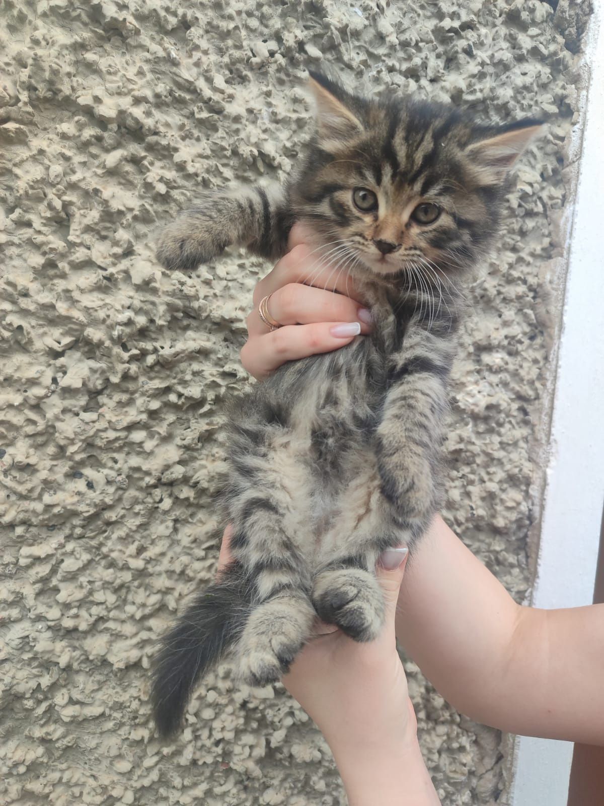 Котята в хорошие руки