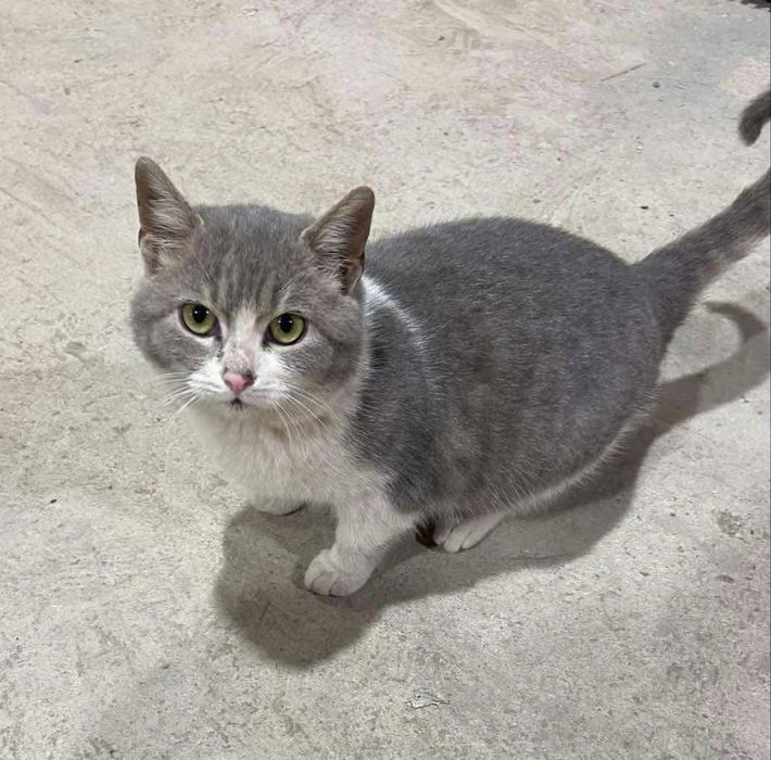 3-месечно момиченце търси дом!