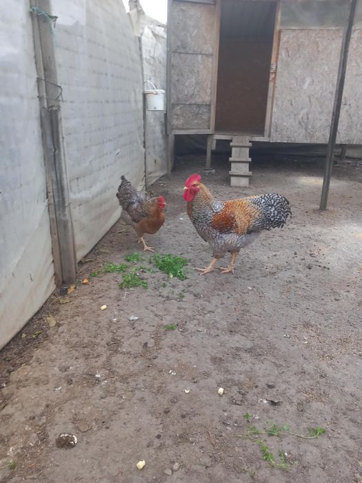 Vand cocosi si puicute belefelder si wyandotte