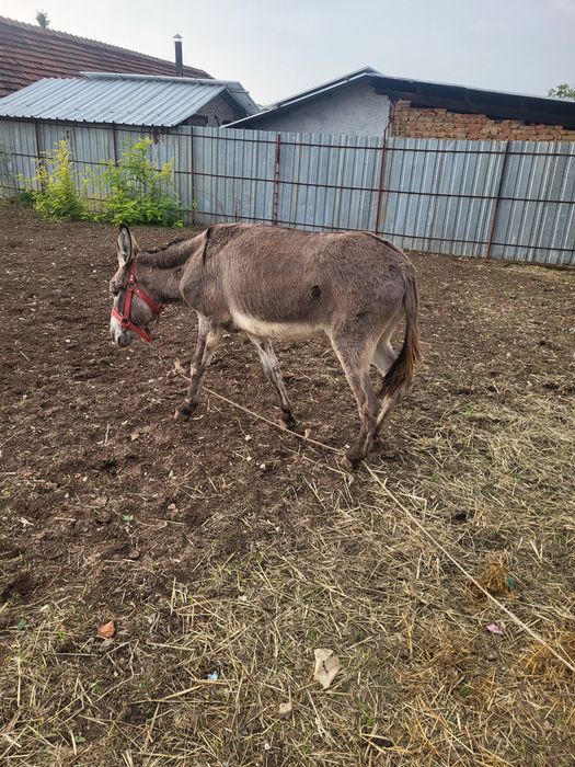 Продава се магаре