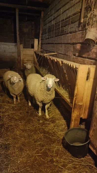 Vând berbec rasa il de France ,vârstă 1 an