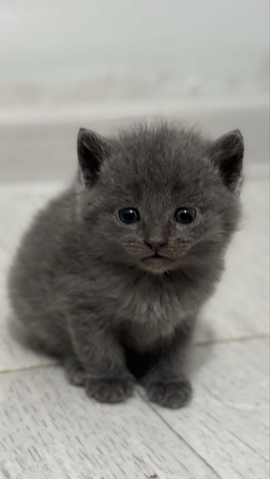 Мысыктар бар 2айлык кыз бала екенын былмим уатсапка жазын тегын