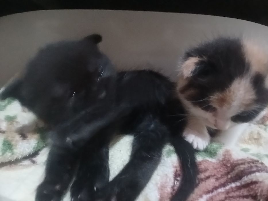 1 oylik mushuklar parodali veslouxo