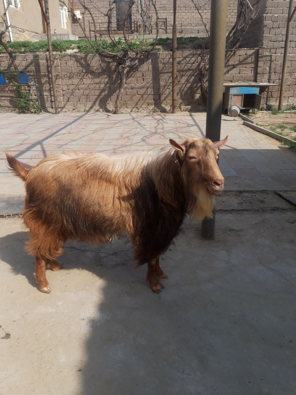 Zotli taka sotiladi