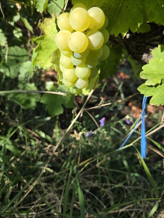 Vând struguri de vin productie 2025