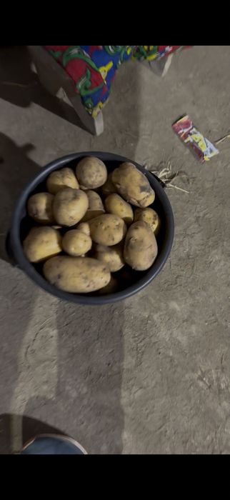 Картофель, картошка