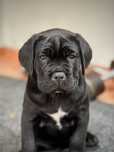 Cane corso cu pedigree