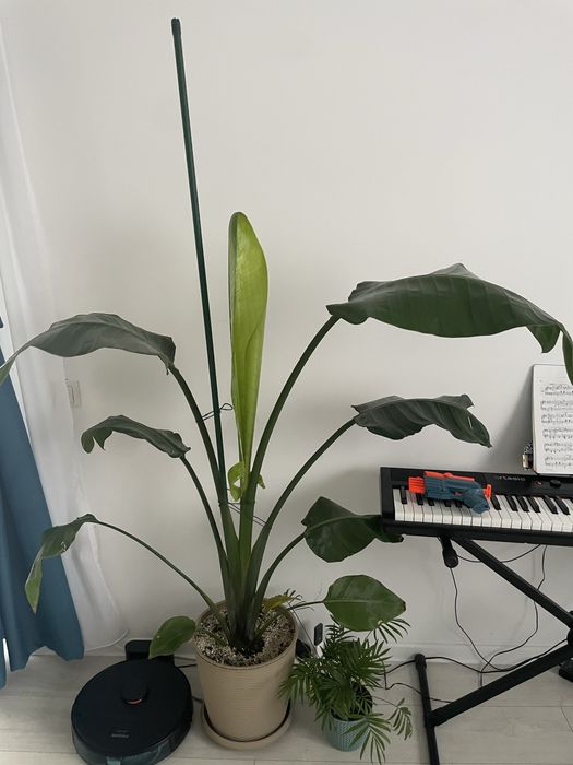 Strelitzia Nicolai planta de vanzare 170cm