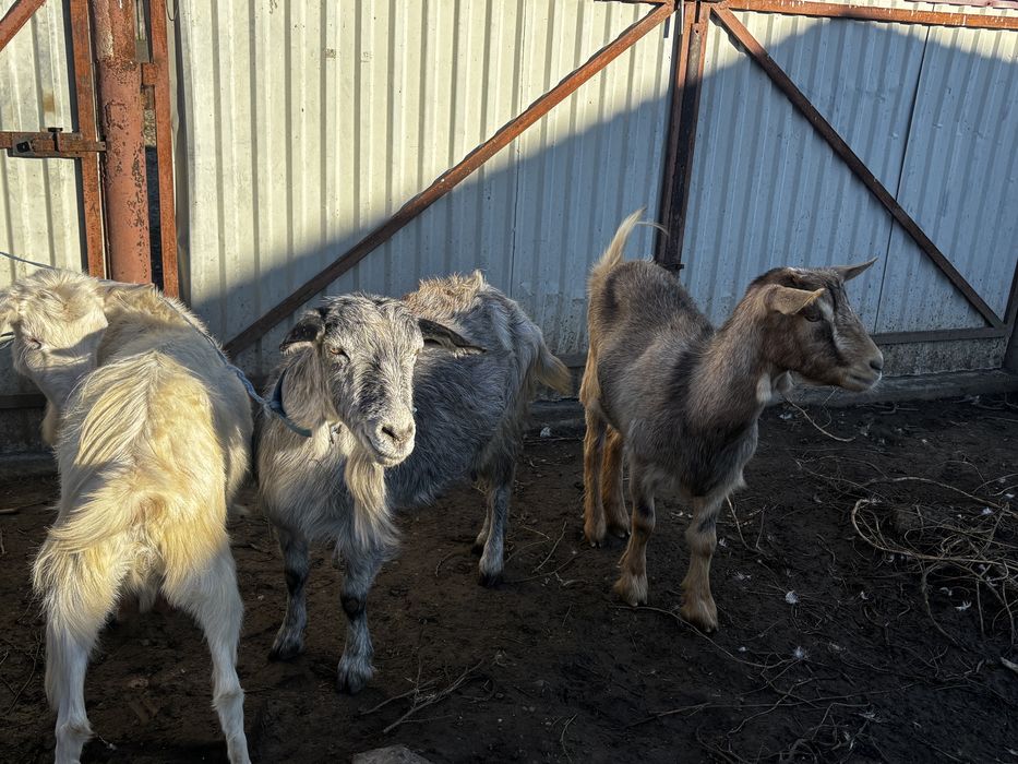 Capre tinere  gestante