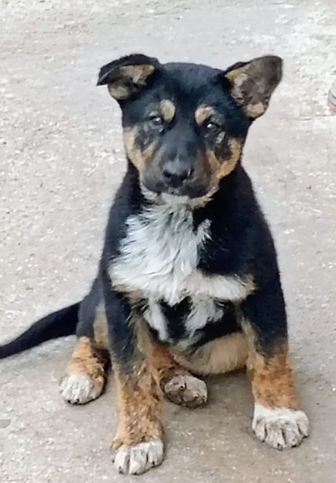 Donez pui femela si femela ciobanesc german,vaccinați deparazitati