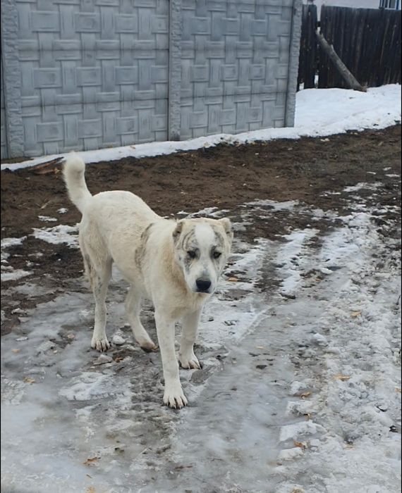 Продам или обмен щенка алабая кобель