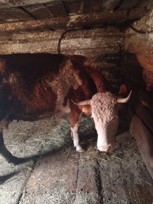 Vindem vaca de șase ani